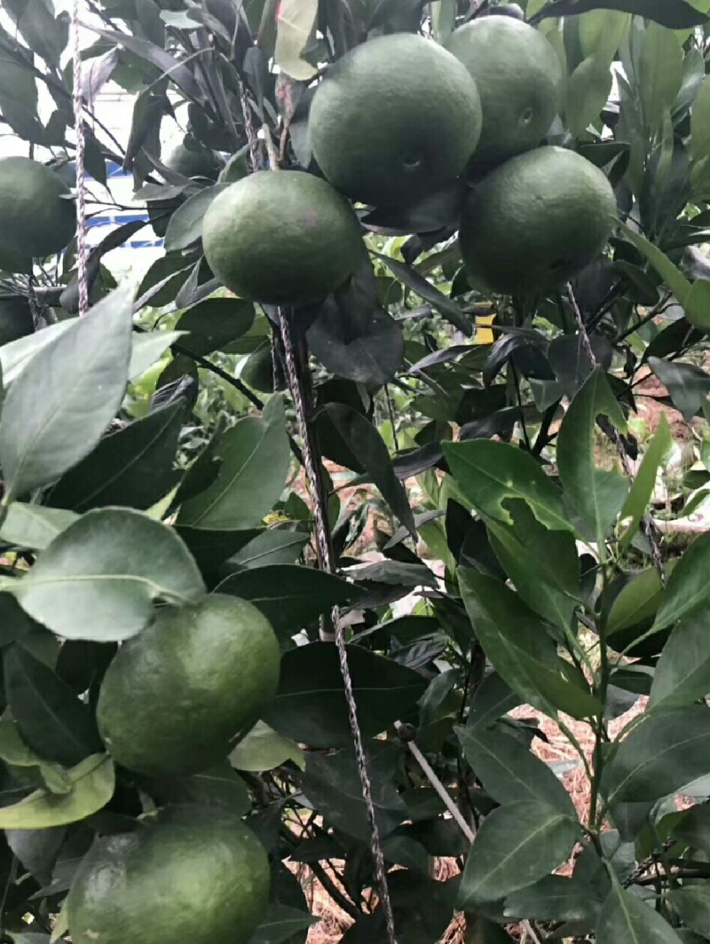 甘平柑橘苗，甘平苗柑桔苗，四川简阳，大量有货，保湿发货