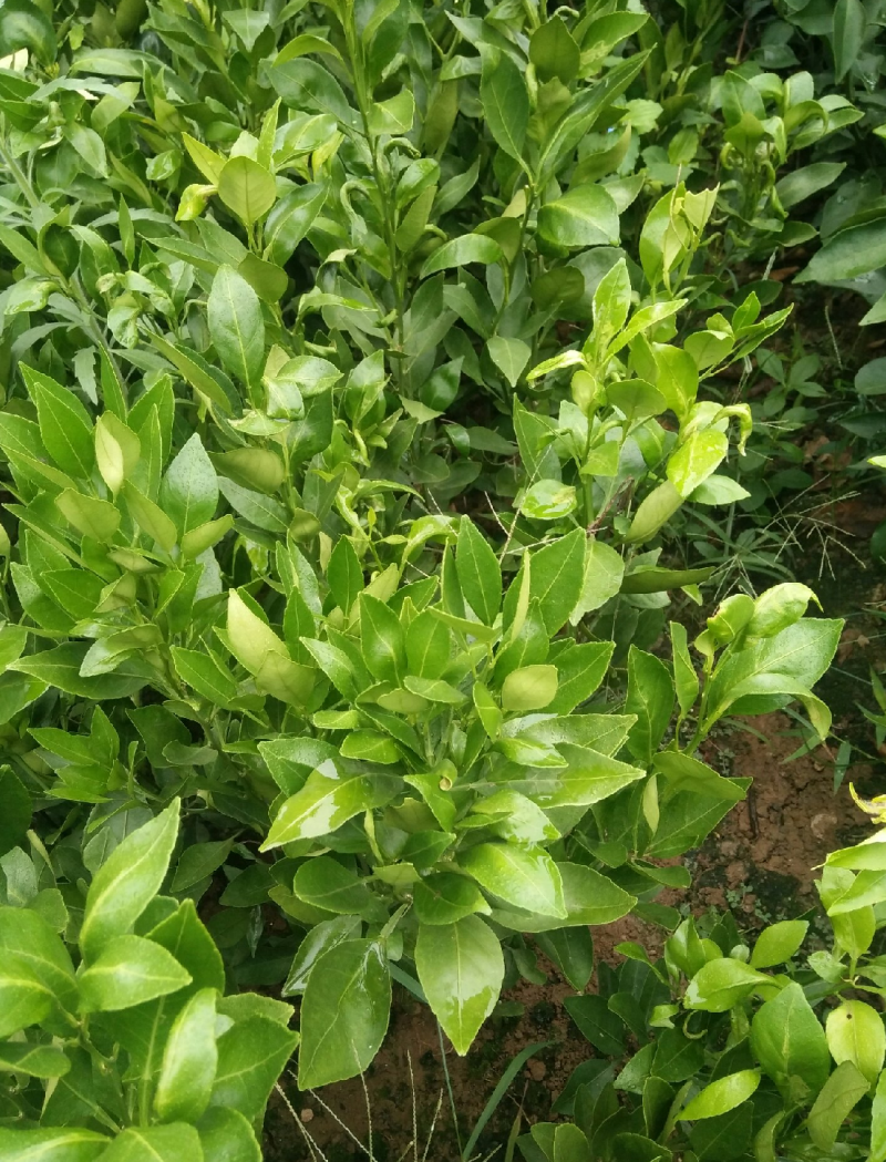 甘平柑橘苗，甘平苗柑桔苗，四川简阳，大量有货，保湿发货
