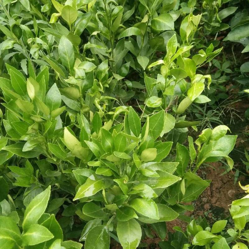 甘平柑橘苗，甘平苗柑桔苗，四川简阳，大量有货，保湿发货