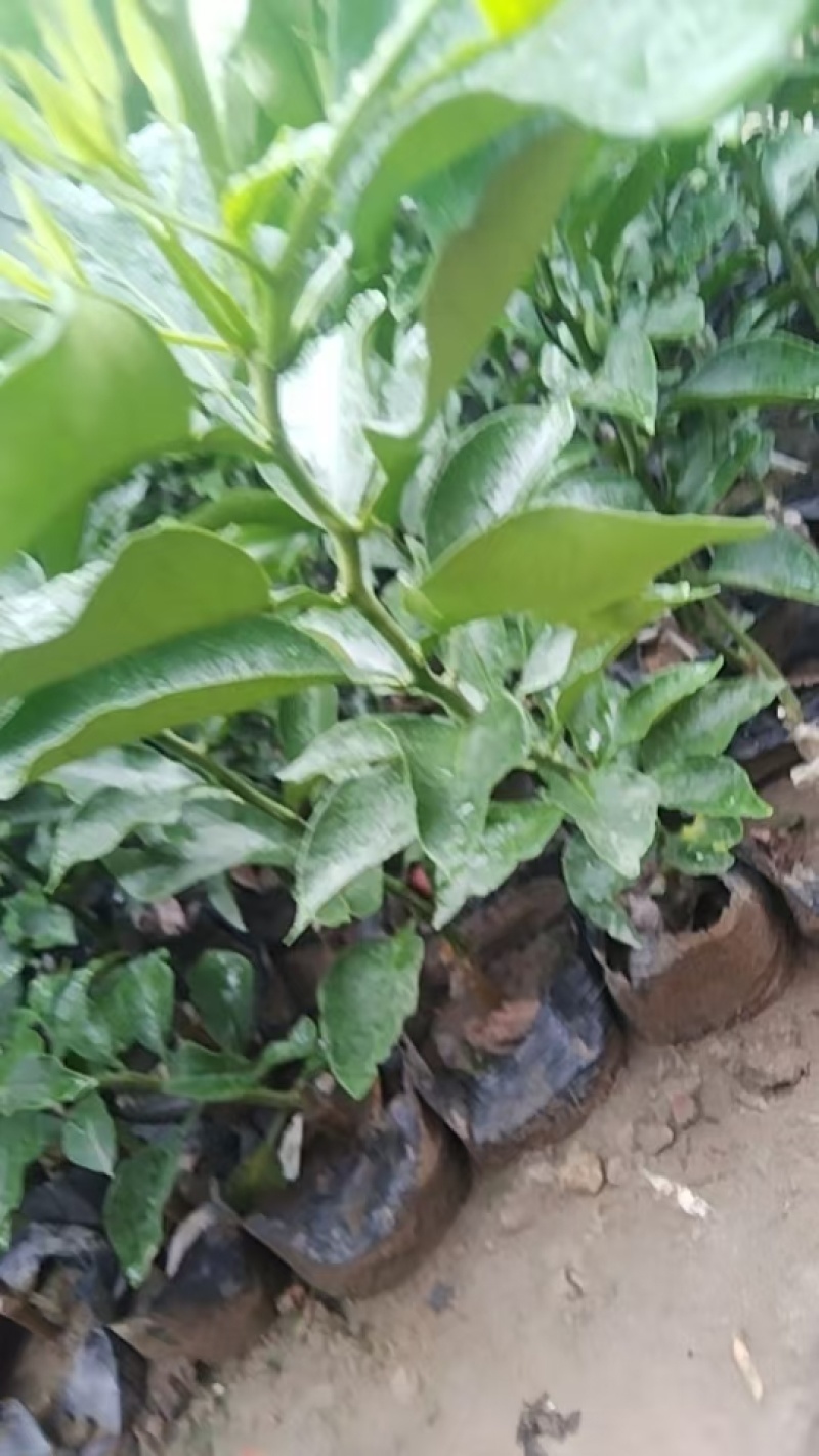 阿米达苗