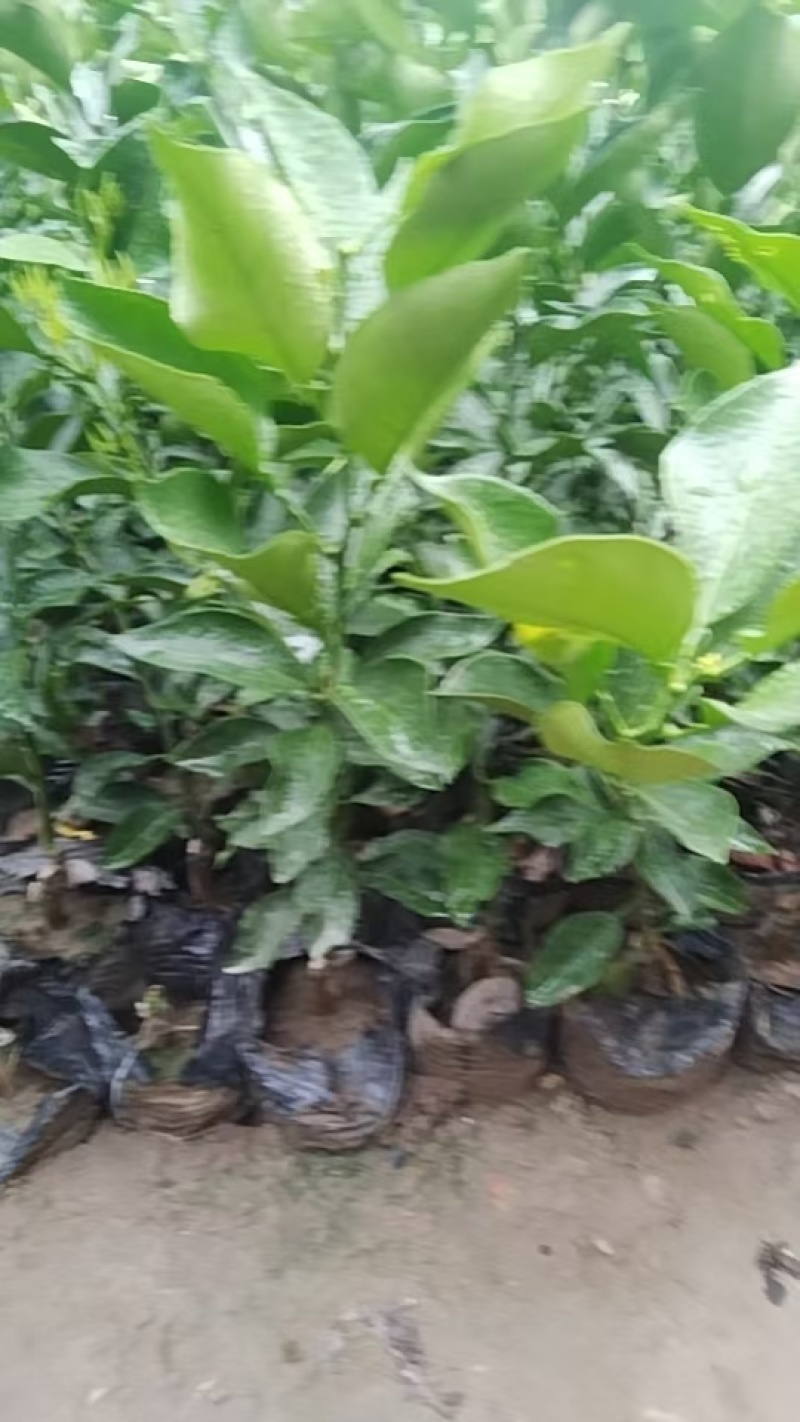 阿米达苗