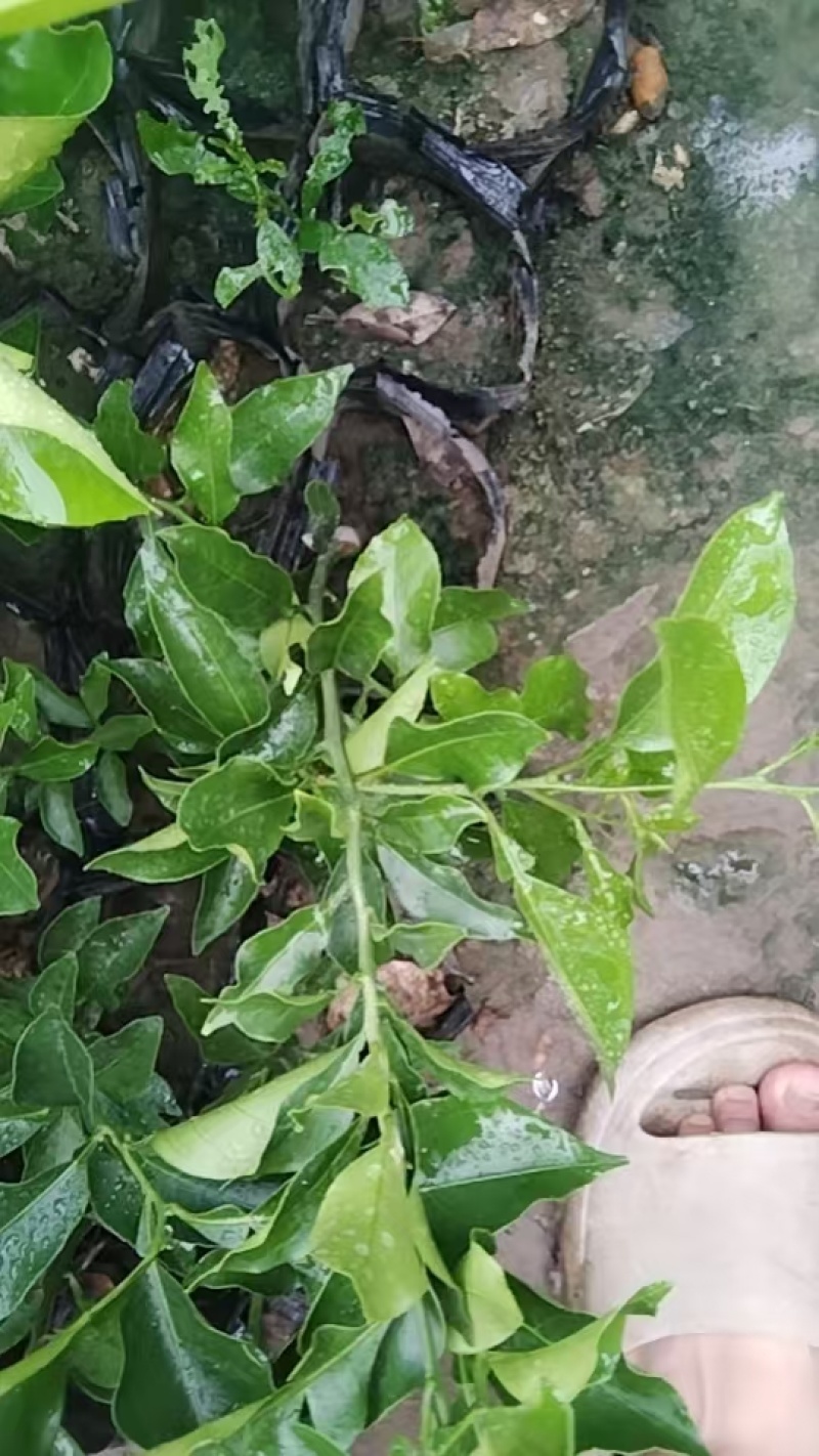 阿米达苗