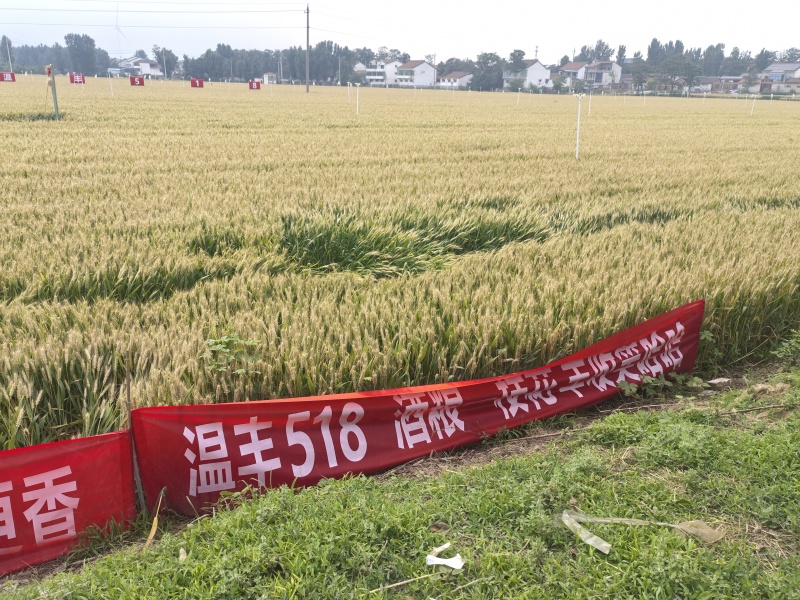 0添加0提取自磨面粉