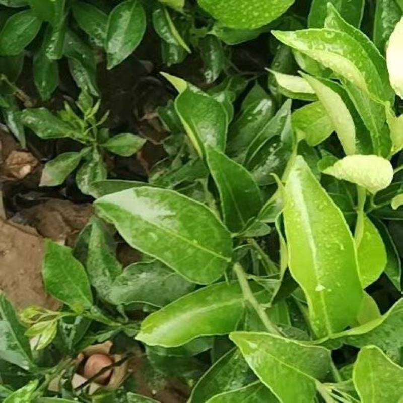 爱媛38号果冻橙果苗，自家苗木基地，大量有货，诚信经营，