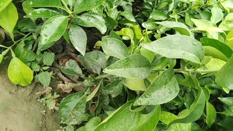 爱媛38号果冻橙果苗，自家苗木基地，大量有货，诚信经营，
