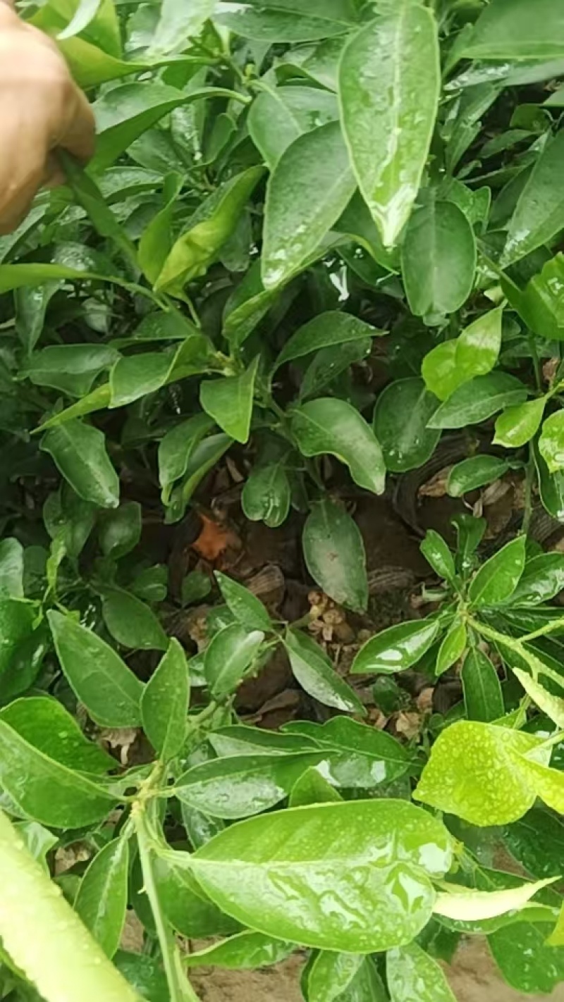 爱媛38号果冻橙果苗，自家苗木基地，大量有货，诚信经营，