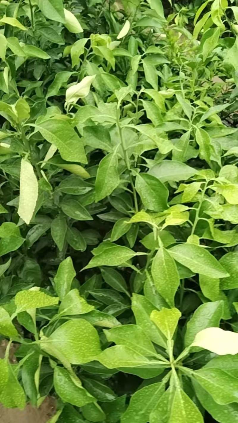爱媛38号果冻橙果苗，自家苗木基地，大量有货，诚信经营，