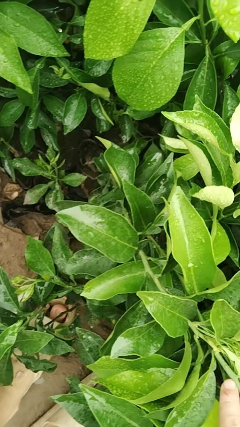爱媛38号果冻橙果苗，自家苗木基地，大量有货，诚信经营，