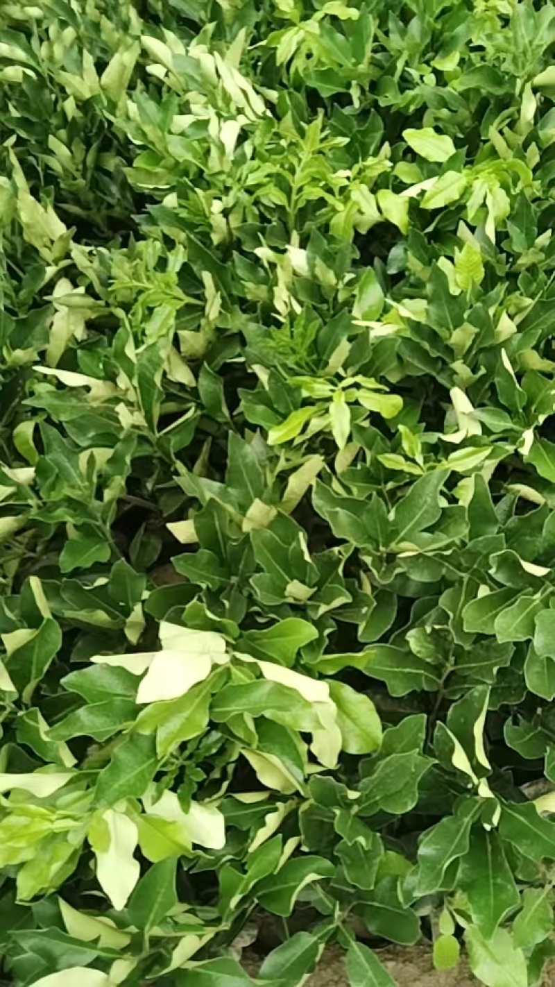 红心柚苗，20公分起，大量有货，自己果苗基地，诚信经营