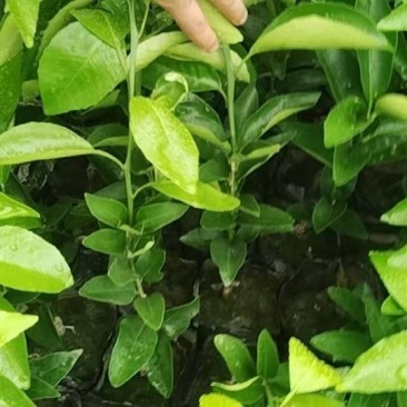 沃柑苗，20公分起，大量供应，自家果苗基地，欢迎咨询考察