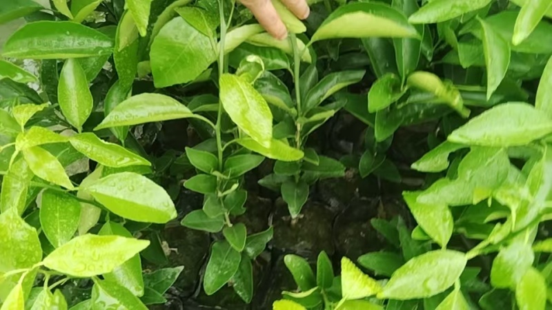沃柑苗，20公分起，大量供应，自家果苗基地，欢迎咨询考察