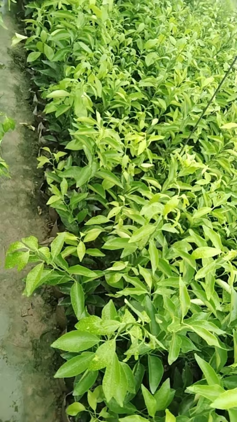 沃柑苗，20公分起，大量供应，自家果苗基地，欢迎咨询考察