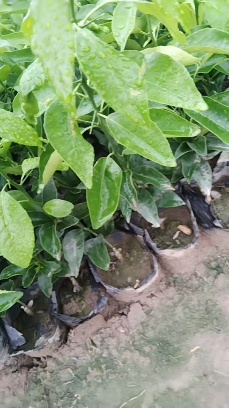 沃柑苗，20公分起，大量供应，自家果苗基地，欢迎咨询考察