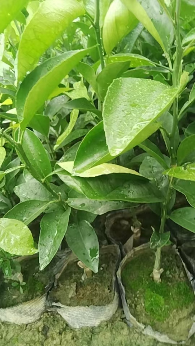 沃柑苗，20公分起，大量供应，自家果苗基地，欢迎咨询考察