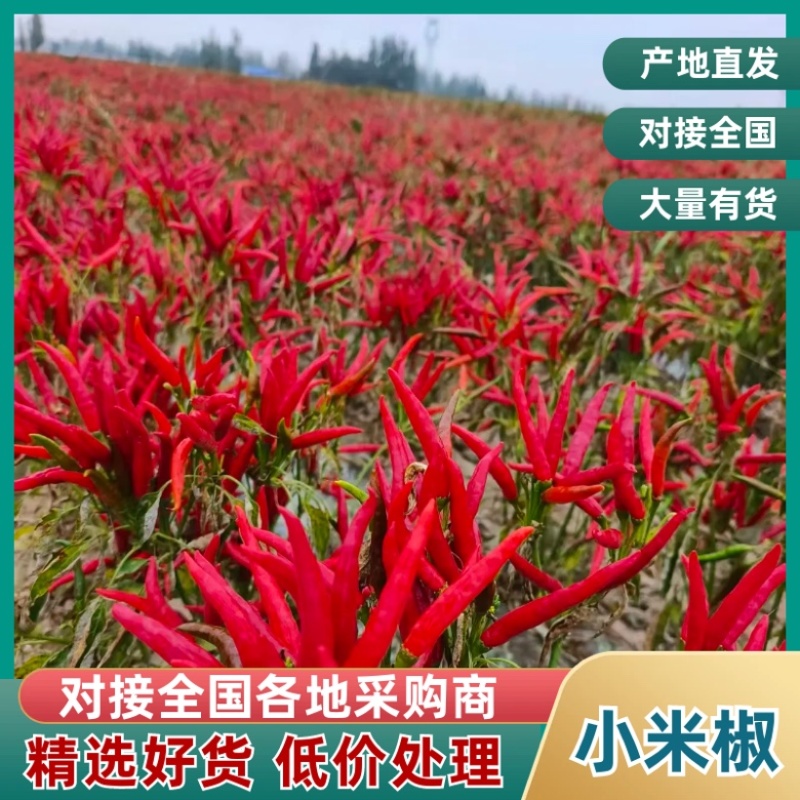 河南商丘小米椒厂家直销价格优惠全国可发大量上市中