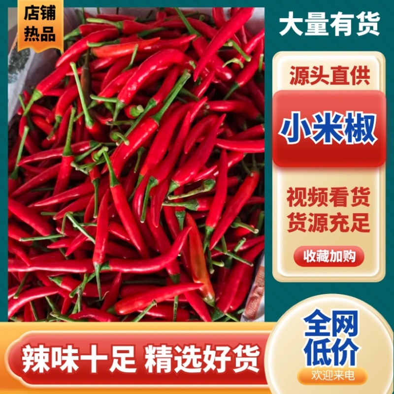 河南商丘小米椒厂家直销价格优惠全国可发大量上市中
