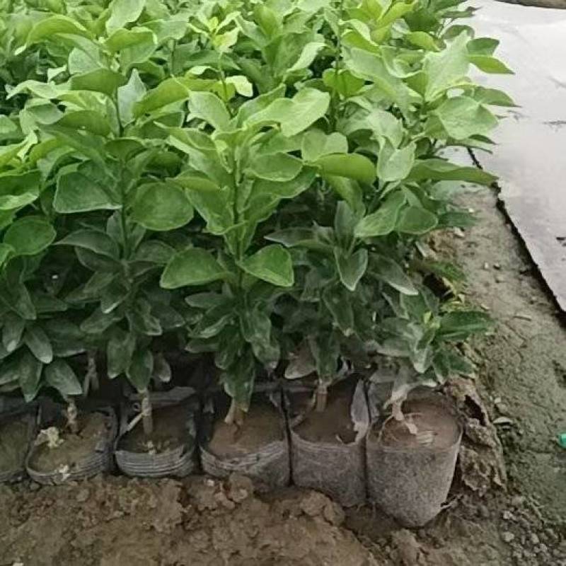 金秋沙糖桔苗，大量供应，20公分起步，果苗基地，欢迎咨询