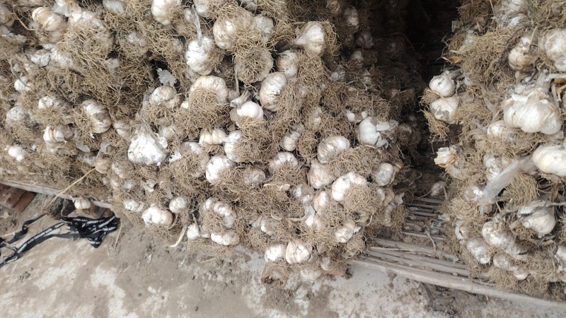 苗子干大蒜大量有货，质量好，个头大，价格美丽，欢迎各位老
