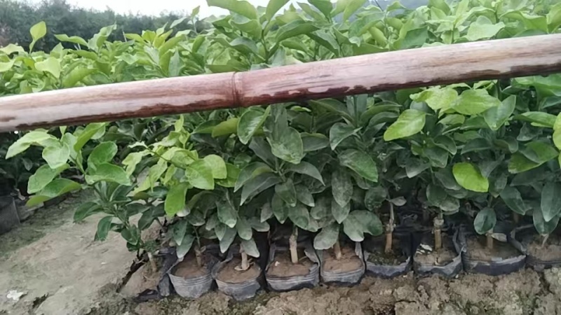 金秋沙糖桔苗，大量供应，20公分起步，果苗基地，欢迎咨询