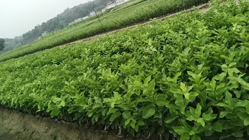 金秋沙糖桔苗，大量供应，20公分起步，果苗基地，欢迎咨询
