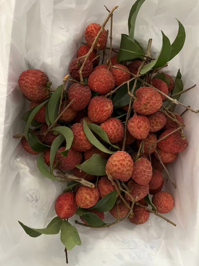 广东仙进奉荔枝现摘现发品质保证货源充足量大从优