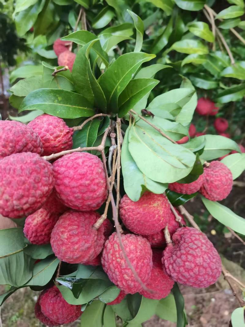 广东仙进奉荔枝现摘现发品质保证货源充足量大从优