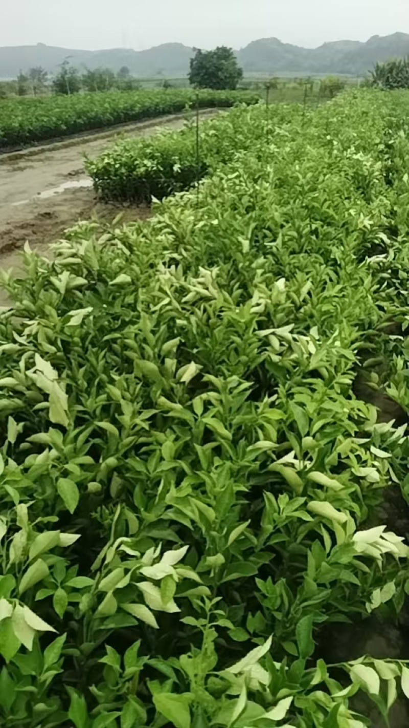 春见耙耙柑苗，自己果苗基地，大量有货，欢迎咨询考察