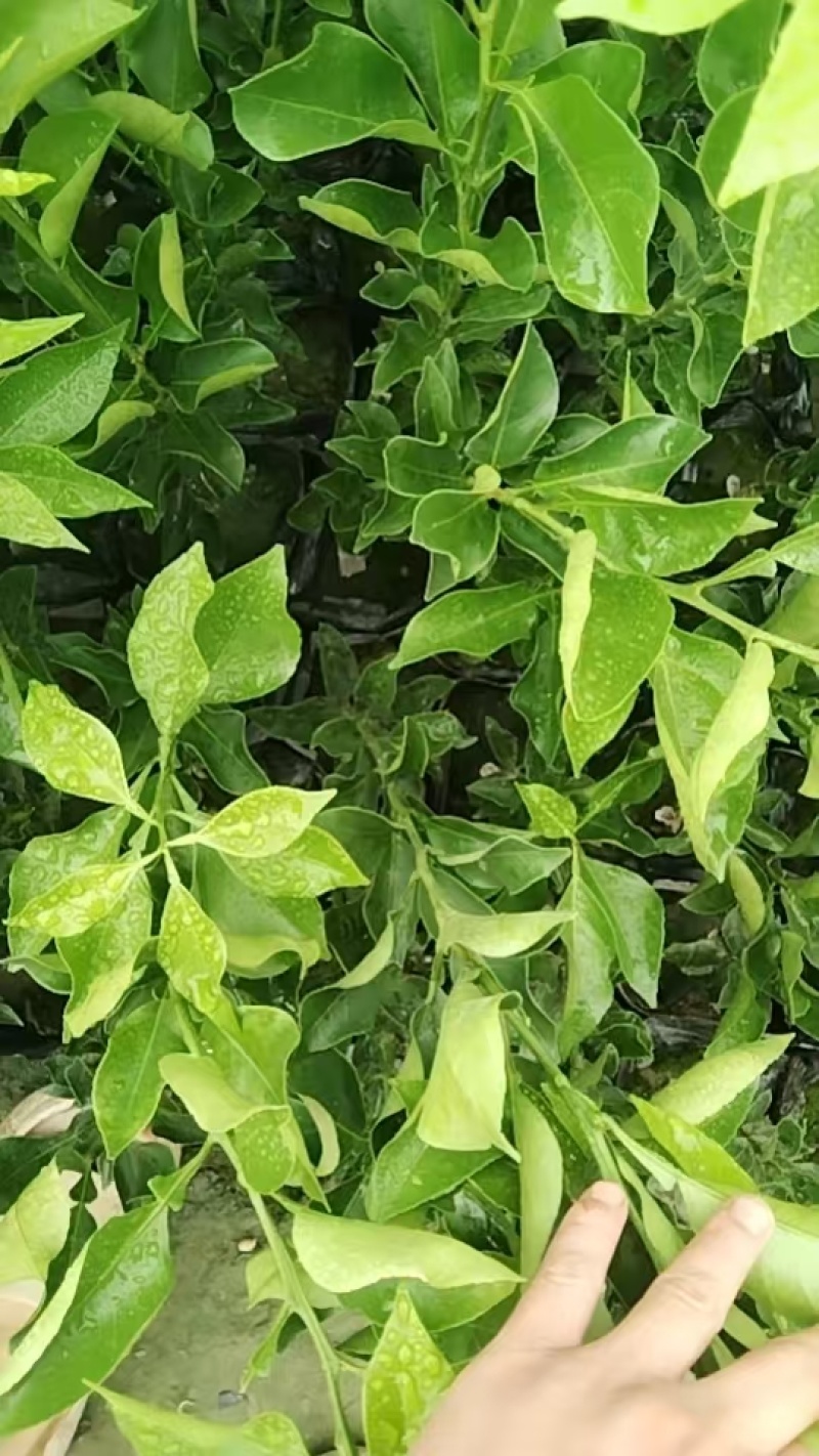 春见耙耙柑苗，自己果苗基地，大量有货，欢迎咨询考察