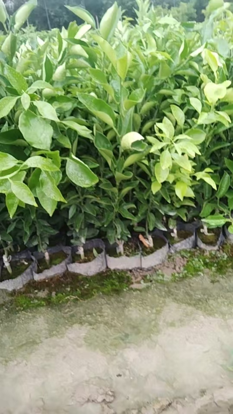 春见耙耙柑苗，自己果苗基地，大量有货，欢迎咨询考察