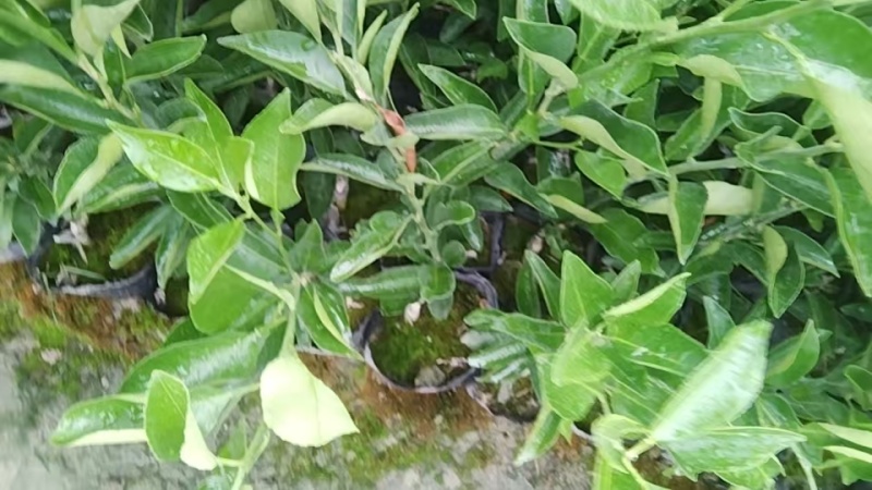 春见耙耙柑苗，自己果苗基地，大量有货，欢迎咨询考察