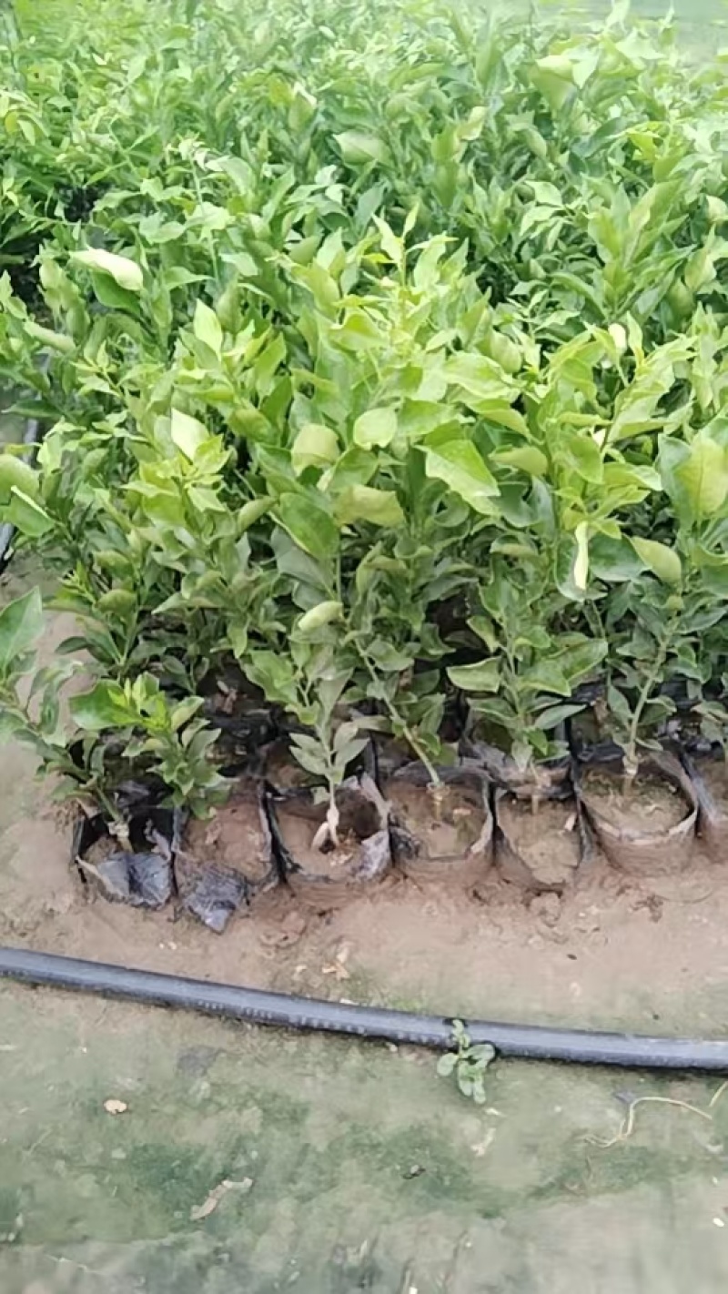 春见耙耙柑苗，自己果苗基地，大量有货，欢迎咨询考察