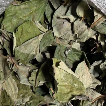 精选新货柿子叶霜后绿柿子叶晒干柿叶煮水中药材批发零售