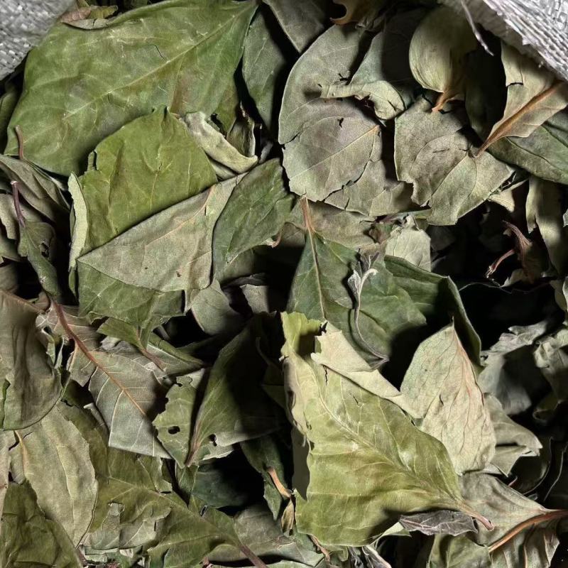 精选新货柿子叶霜后绿柿子叶晒干柿叶煮水中药材批发零售