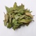 精选新货柿子叶霜后绿柿子叶晒干柿叶煮水中药材批发零售
