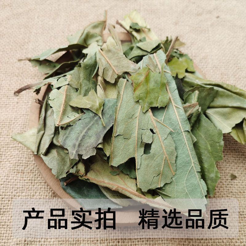 精选新货柿子叶霜后绿柿子叶晒干柿叶煮水中药材批发零售