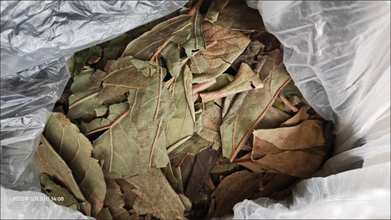 精选新货柿子叶霜后绿柿子叶晒干柿叶煮水中药材批发零售