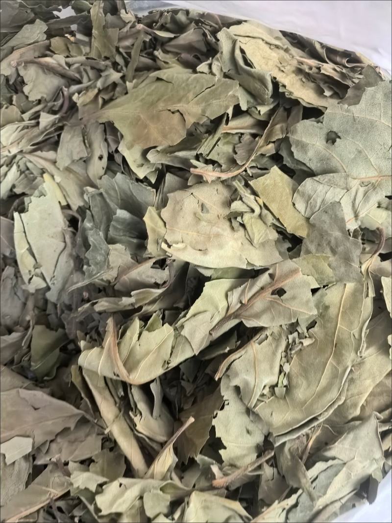 精选新货柿子叶霜后绿柿子叶晒干柿叶煮水中药材批发零售