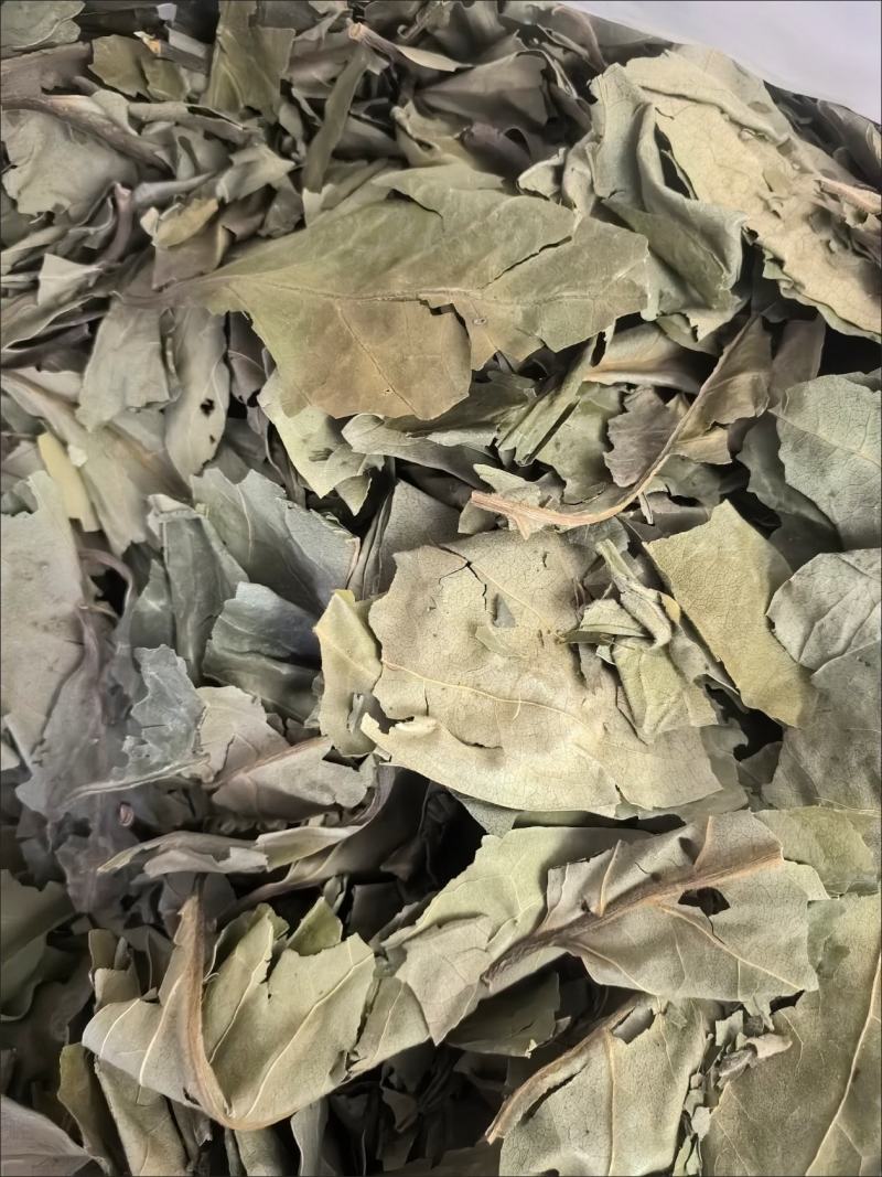 精选新货柿子叶霜后绿柿子叶晒干柿叶煮水中药材批发零售