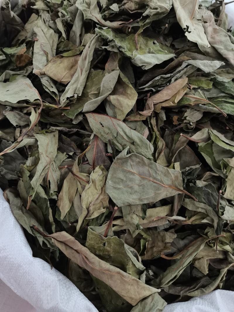 精选新货柿子叶霜后绿柿子叶晒干柿叶煮水中药材批发零售