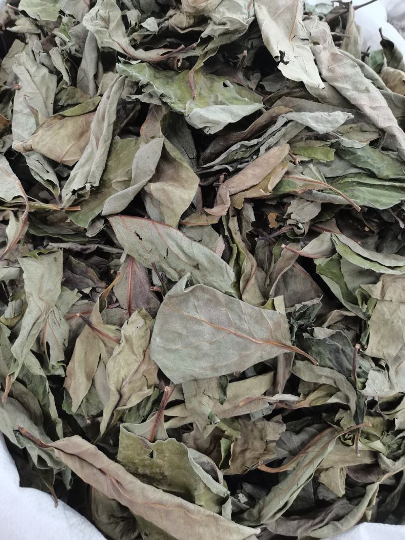 精选新货柿子叶霜后绿柿子叶晒干柿叶煮水中药材批发零售