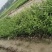 脆米金桔苗，自家果苗基地，20公分起步，大量供应，欢迎