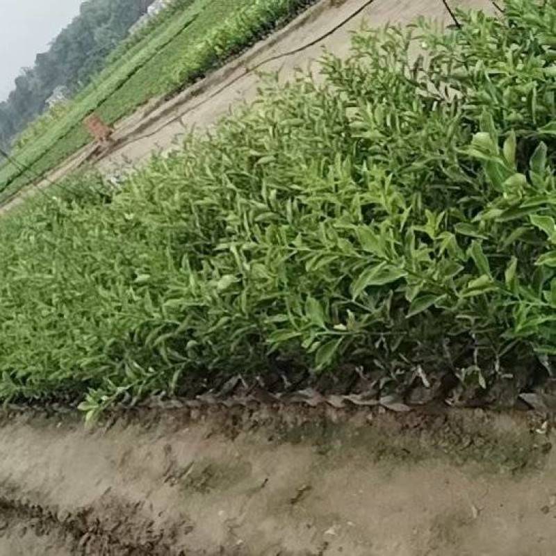 脆米金桔苗，自家果苗基地，20公分起步，大量供应，欢迎
