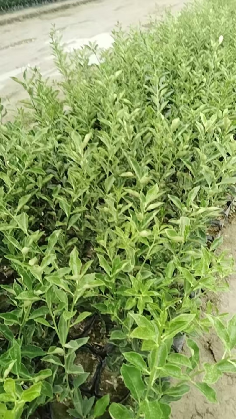 脆米金桔苗，自家果苗基地，20公分起步，大量供应，欢迎
