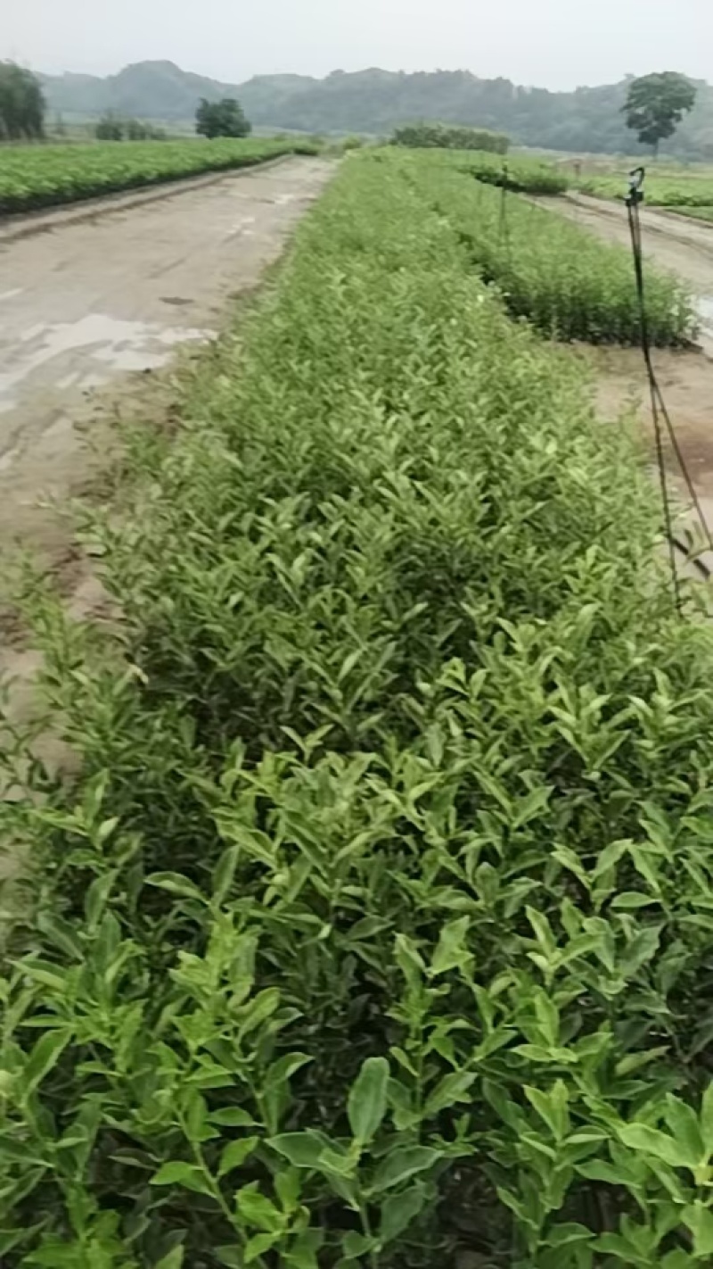 脆米金桔苗，自家果苗基地，20公分起步，大量供应，欢迎