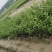 脆米金桔苗，自家果苗基地，20公分起步，大量供应，欢迎