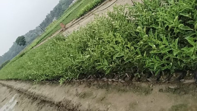 脆米金桔苗，自家果苗基地，20公分起步，大量供应，欢迎