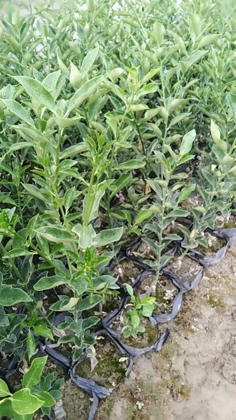 脆米金桔苗，自家果苗基地，20公分起步，大量供应，欢迎