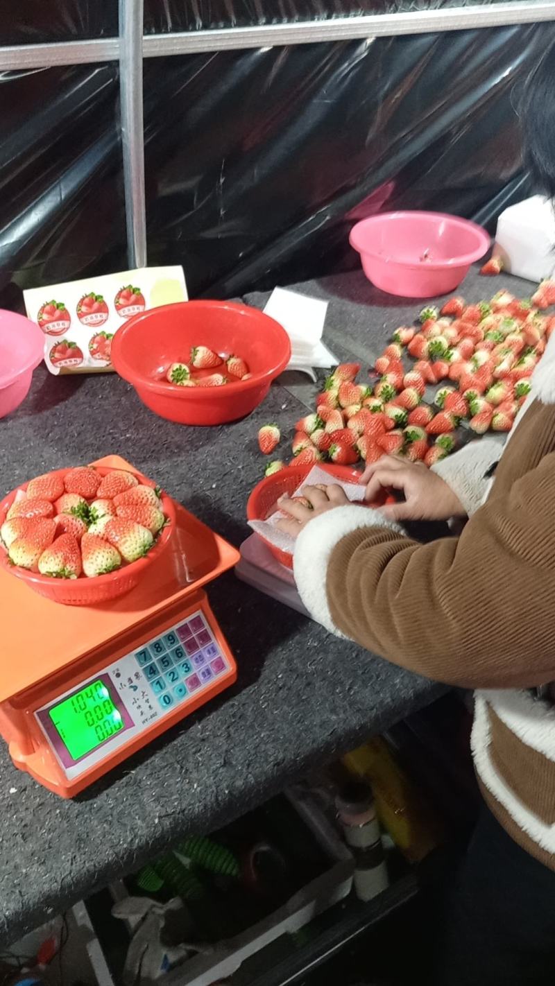 闻集草莓天仙醉