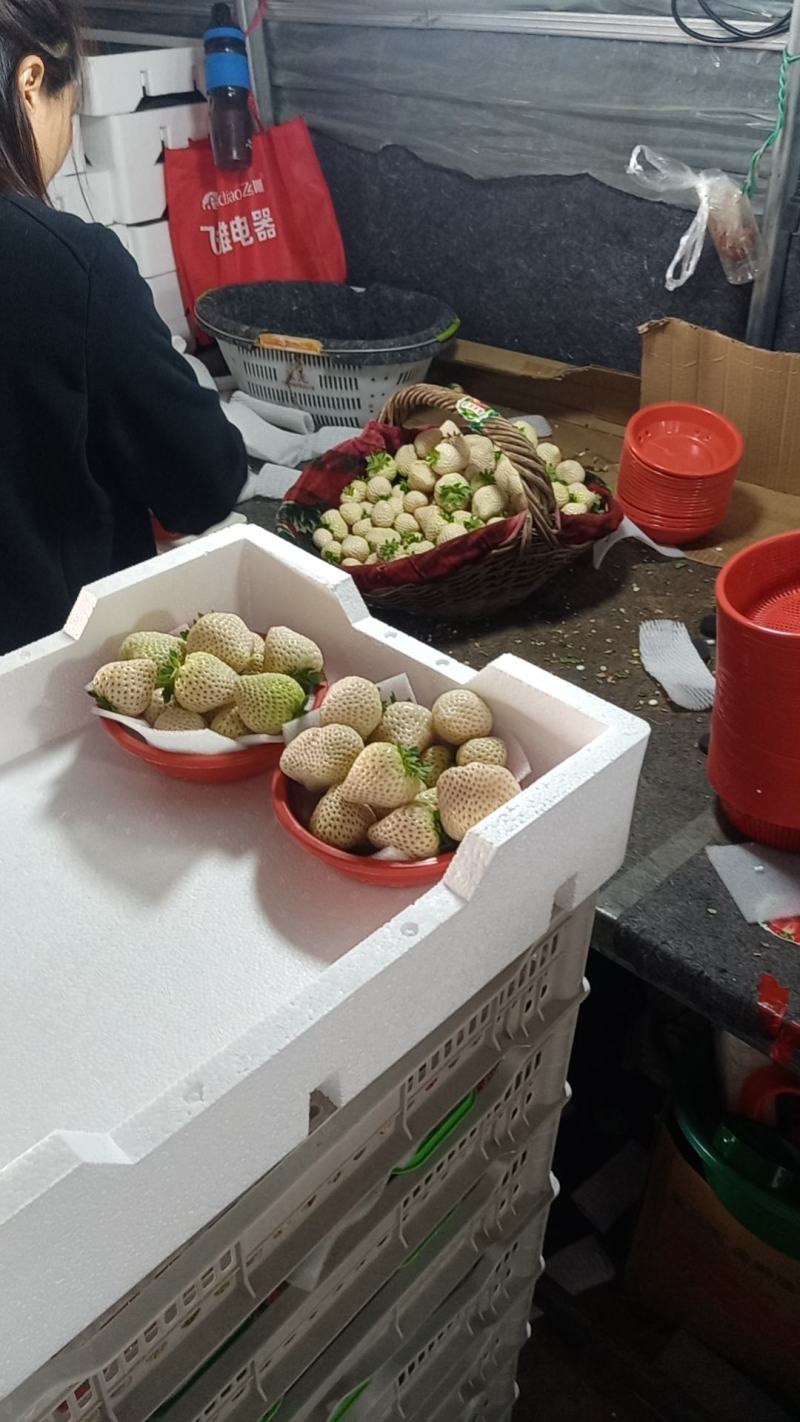 闻集草莓天仙醉