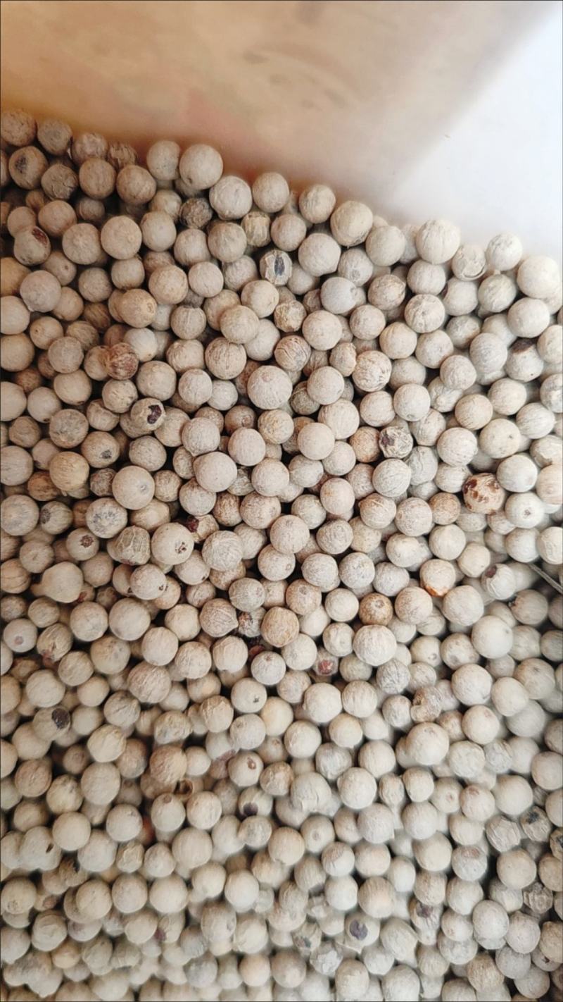 海南胡椒精选白胡椒纯正家用去腥胡椒粉调味品颗粒提鲜香料